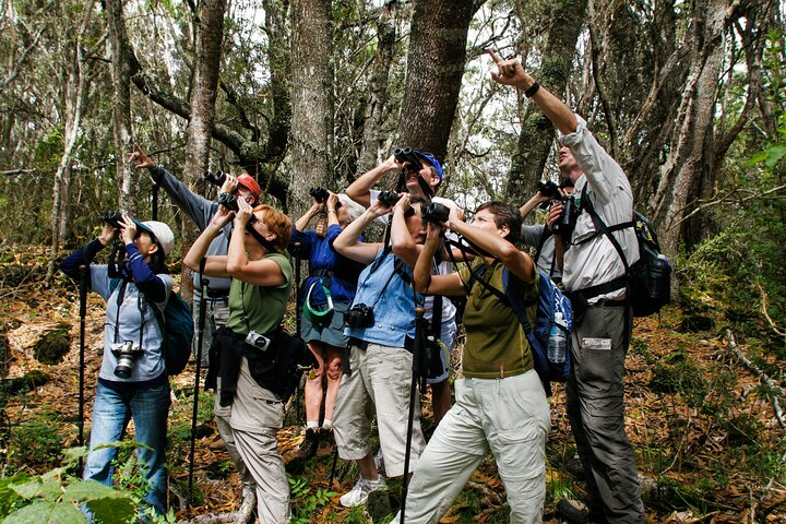 A certified Interpretative Guide directs the guests in finding an endemic bird species in Hakalau National Forest